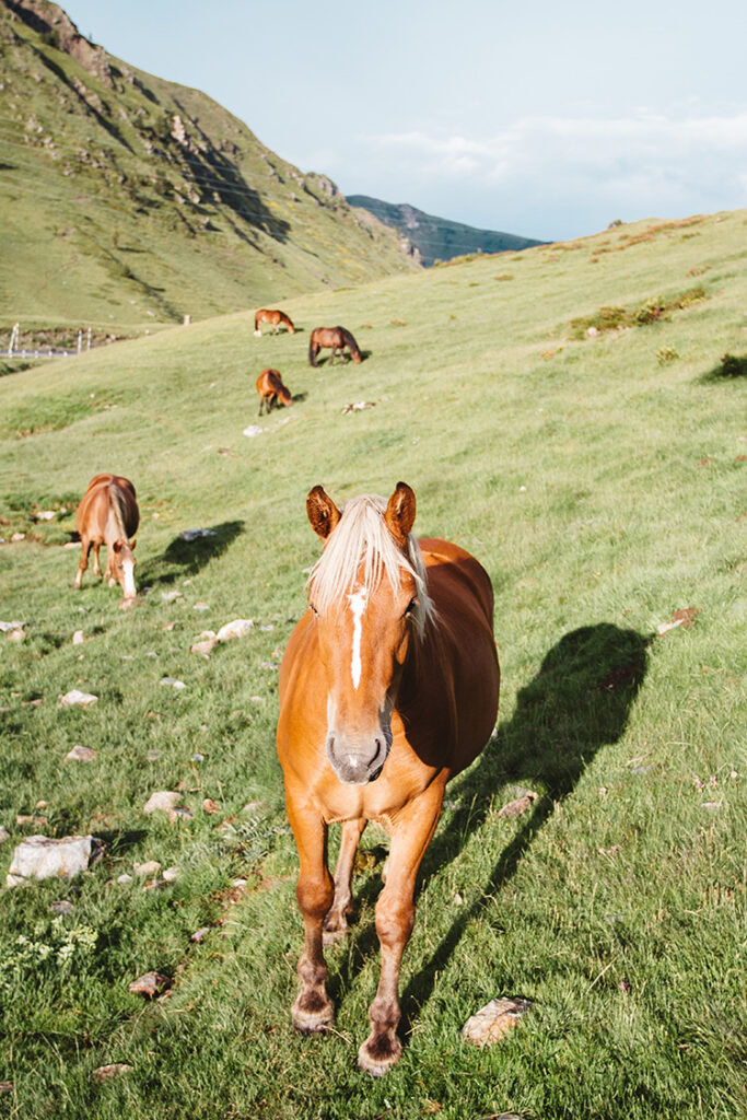 (c) Paardenparade.nl