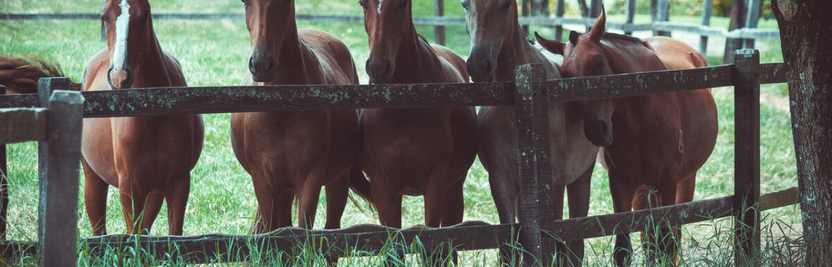 Gezond paard