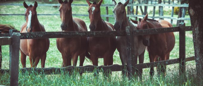 Gezond paard